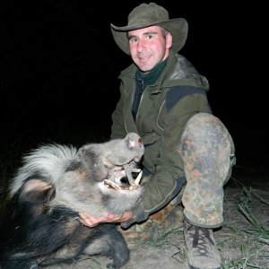 Hunting Bushpig Eastern Cape