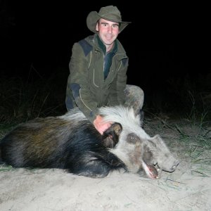 Hunting Bushpig South Africa