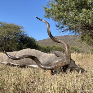 Kudu Hunting South Africa