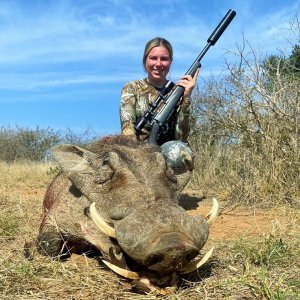 Warthog Hunt South Africa