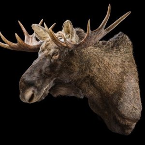 Moose Shoulder Mount Taxidermy