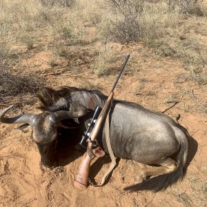 Blue Wildebeest Hunting South Africa