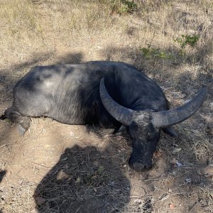 Asian Water Buffalo Hunt Australia