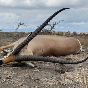 Grant's Gazelle Hunt Tanzania