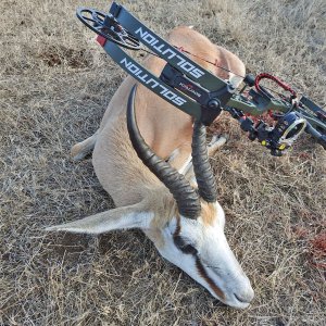 Springbok Bow Hunt South Africa