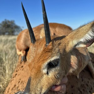 Steenbok Bow Hunt South Africa