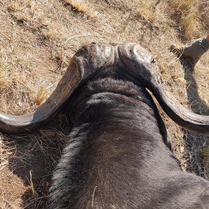 Buffalo Hunt South Africa