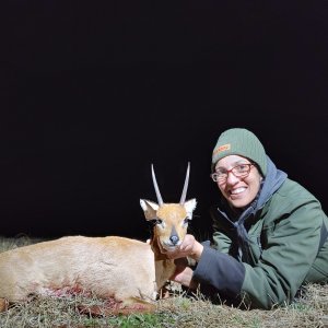 Steenbok Hunt South Africa