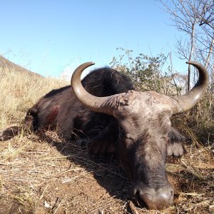 Buffalo Cow Hunt South Africa