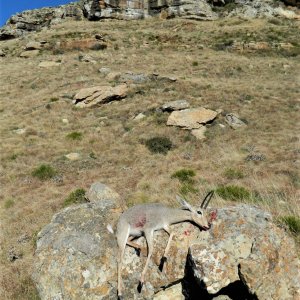 Vaal Rhebok Hunt South Africa