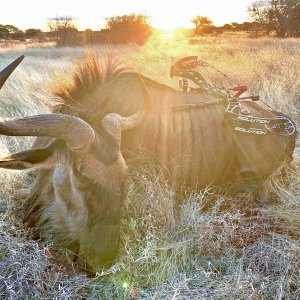 Blue Wildebeest Bull Bow Hunting South Africa