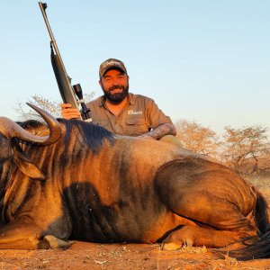 Blue Wildebeest Hunt Limpopo South Africa