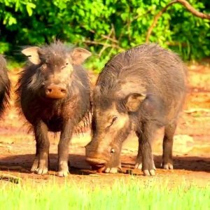 Giant Forest Hog Central African Republic