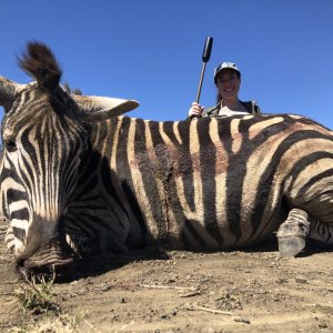 Zebra Hunt South Africa