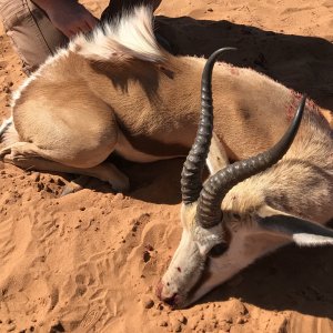 Springbok Hunting