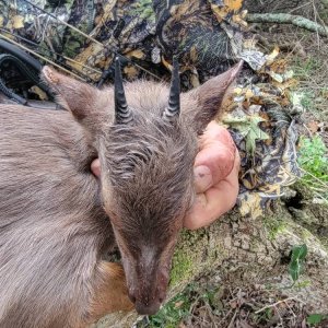 Blue Duiker Bow Hunt South Africa