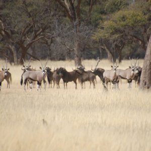 Black Wildebeest & Gemsbok Namibia