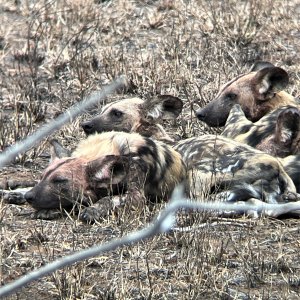 Wild Dogs South Africa