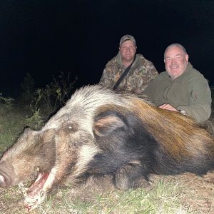 Bushpig Hunting Zimbabwe