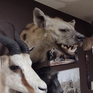 Hyena Shoulder Mount Taxidermy