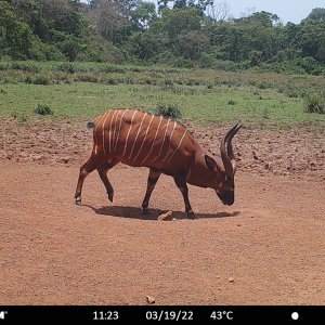 Bongo Trail Camera Central African Republic C.A.R.