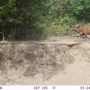 Bongo Trail Camera Central African Republic C.A.R.