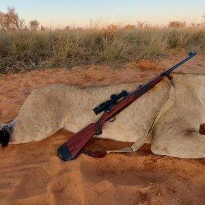 Lioness Hunt Kalahari South Africa
