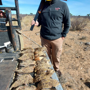 Sandgrouse Hunting Kalahari South Africa