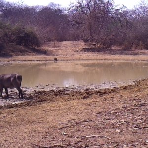 Waterbuck.