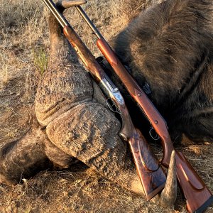 Buffalo Hunt South Africa