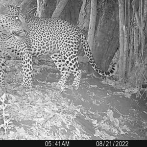 Leopard Trail Camera Mozambique