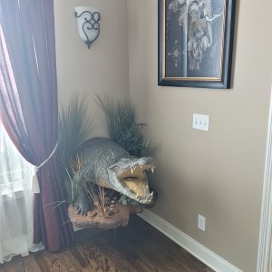 Crocodile Pedestal Mount Taxidermy