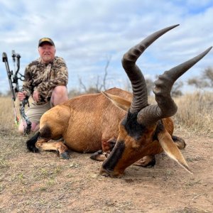 Red Hartebeest Bow Hunt South Africa