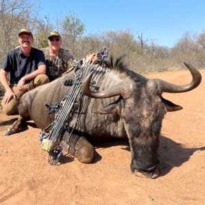 Blue WIldebeest Bow Hunt South Africa