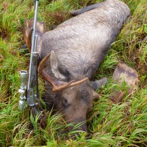 Moose Hunt Alaska