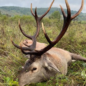 Red Deer Hunting Romania