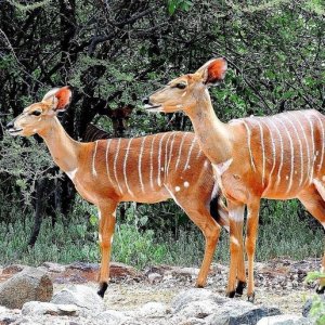 Young Nyala Bushveld South Africa