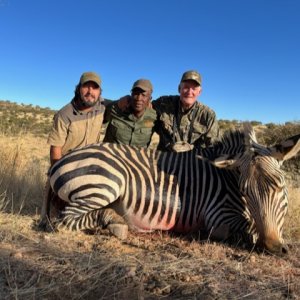 Hunting Zebra Namibia