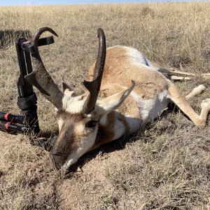 Pronghorn Hunt Colorado