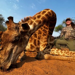 Giraffe Hunt South Africa