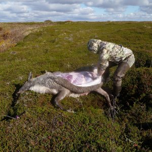 Caribou Hunt Alaska