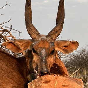 Bushbuck Hunt Namibia