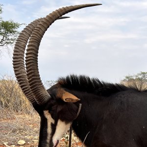 Sable Hunt Namibia