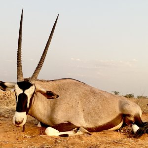 Gemsbok Hunt Namibia