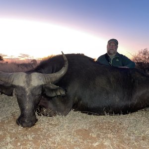 Buffalo Cow Hunt South Africa