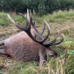 Red Stag Hunt Poland