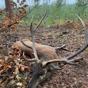 Red Stag Hunt Poland