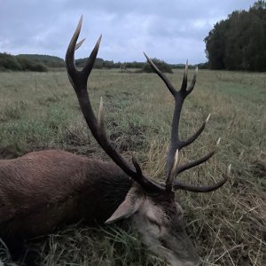 Red Stag Hunt Poland