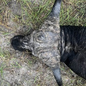 Buffalo Hunting Namibia