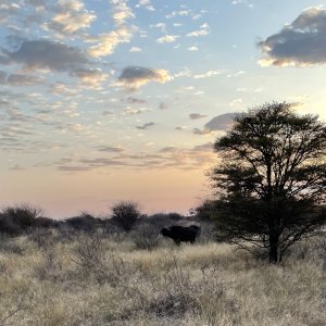 Sunrise Kalahari South Africa